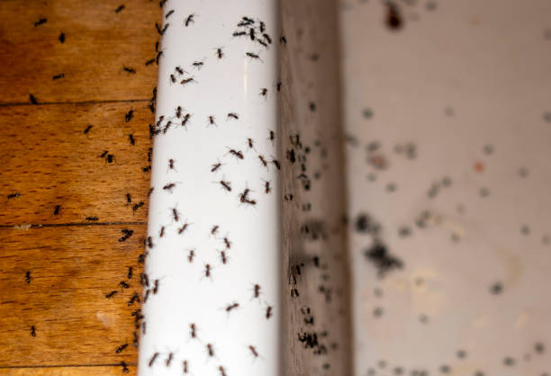 Best Local Pest Control Services  in Arlington Heights, PA